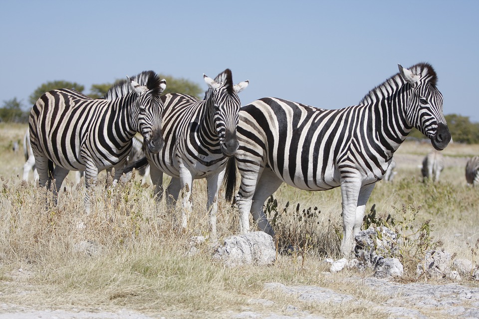 parc national d’Etosha - Namibie