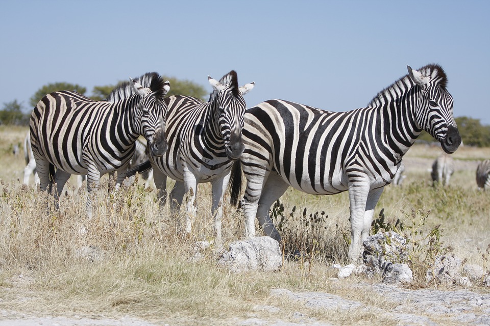 Voyage en Namibie, un safari mémorable