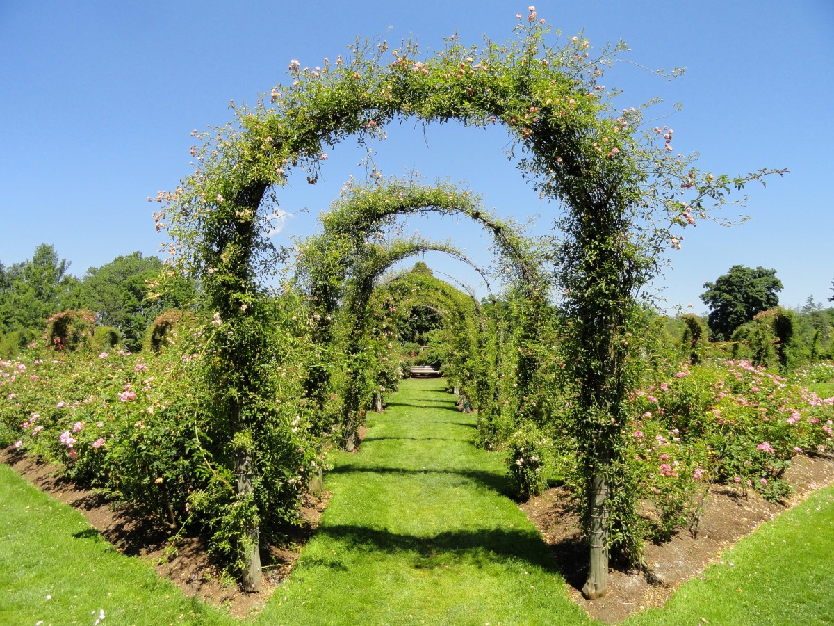 Des plantes grimpantes pour votre jardin