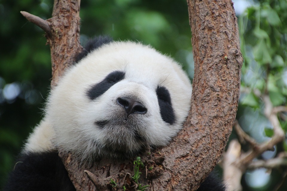 panda chine