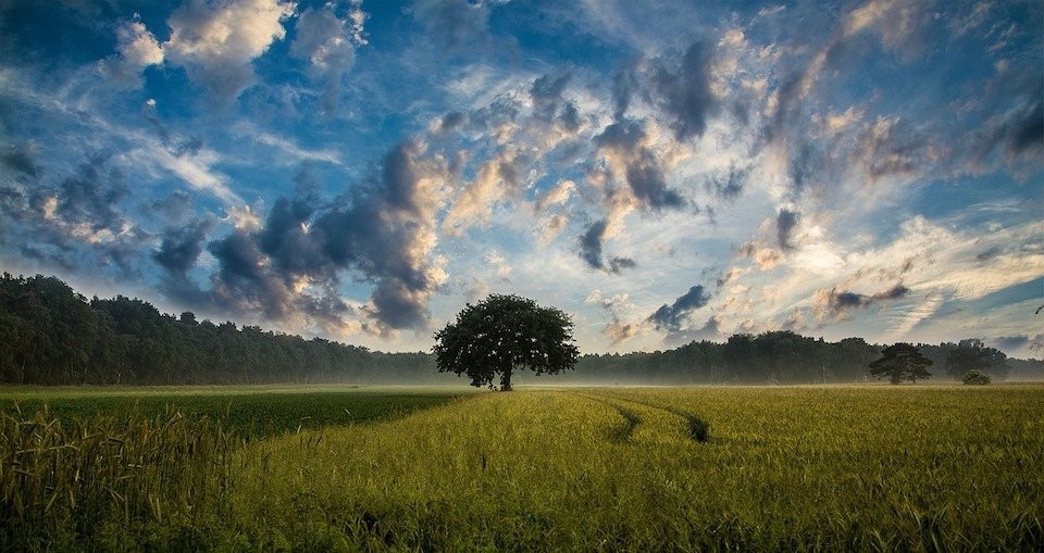 Offrir un arbre avec Ecotree