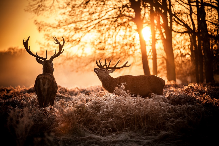 Partir écouter le brame du cerf