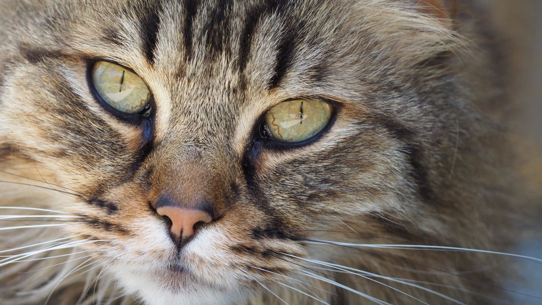 Les dangers du jardin pour votre chat