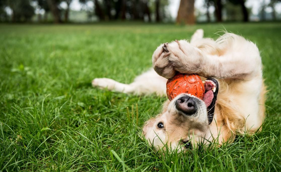 Nos conseils pour traiter les problèmes d’eczéma de votre chien