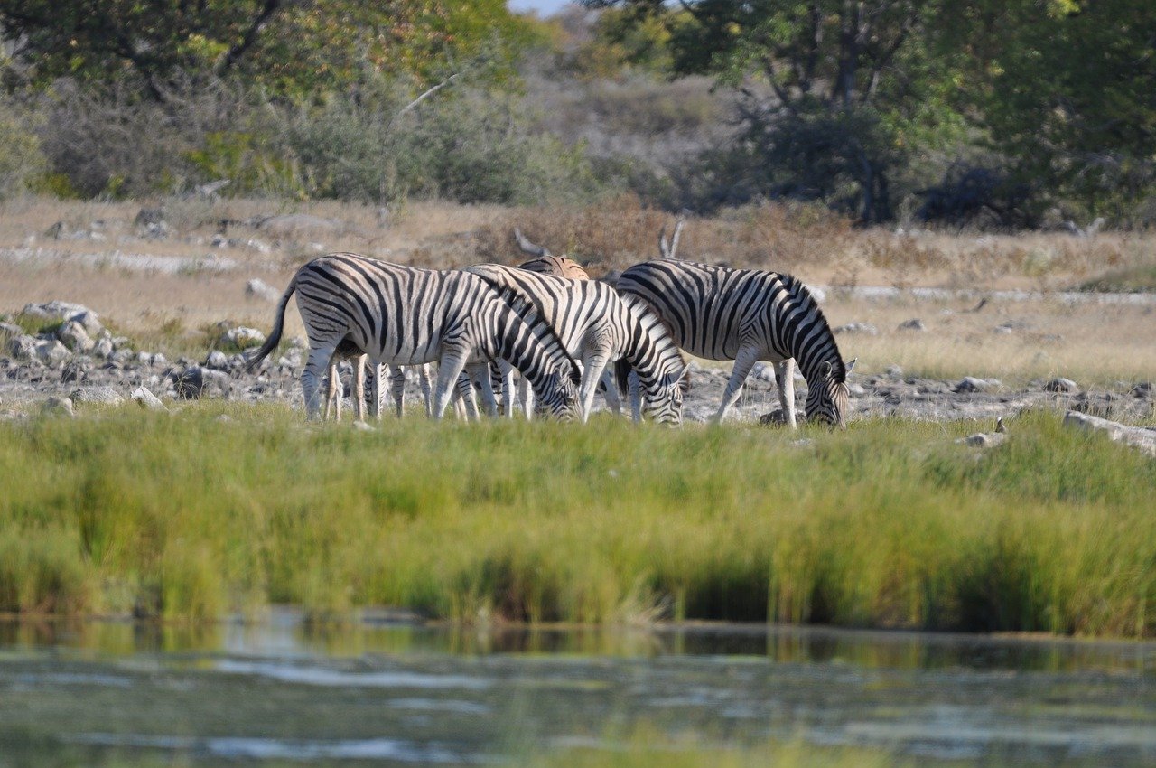 Voyager en Namibie : découvrir la plus renommée des parcs du pays