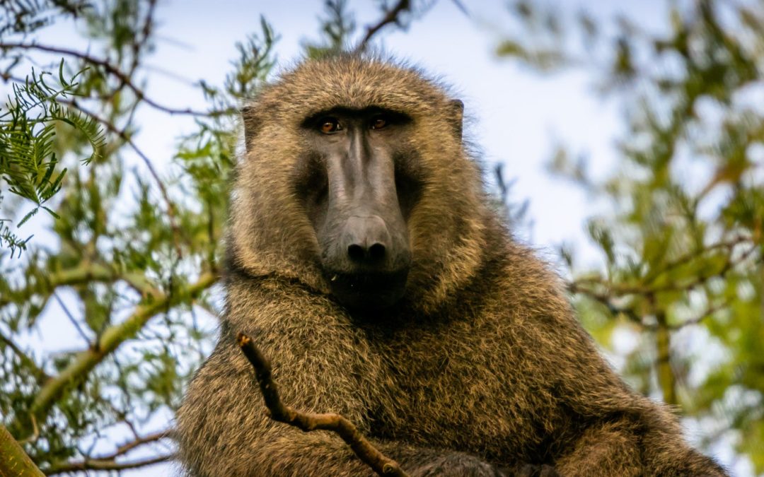 Zoom sur les réserves naturelles phares de l’Ouganda