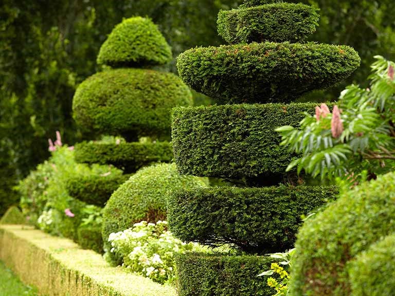 Comment tailler, élaguer et entretenir une plante topiaire vivante ?