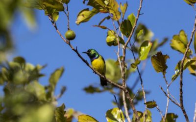 Visitez Mozambique, un écrin de la nature