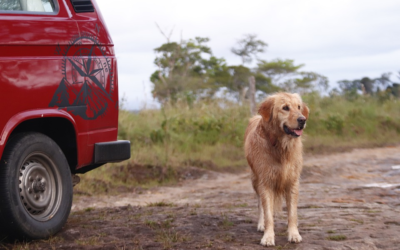 Voyager avec un chien en van aménagé