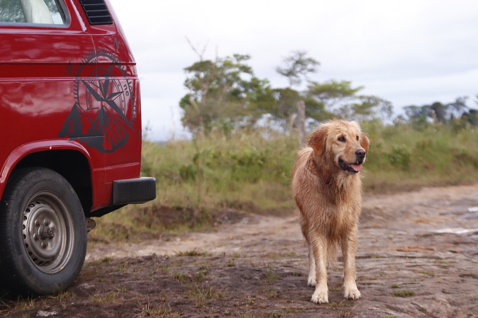 voyage van aménagé chien