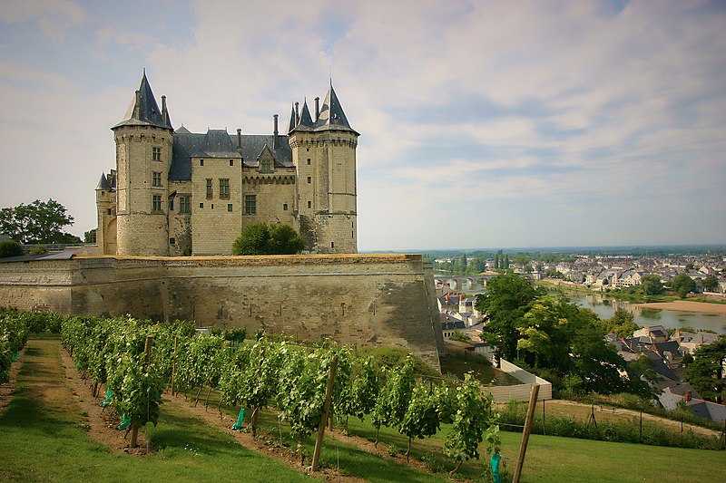 château saumur - vigne