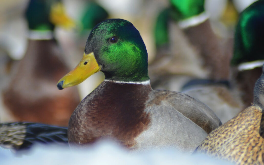 Connectez-vous à la nature : explorez les différents types d’appeaux français