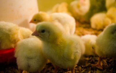 Mangeoires pour poules : Bien choisir pour un élevage optimal